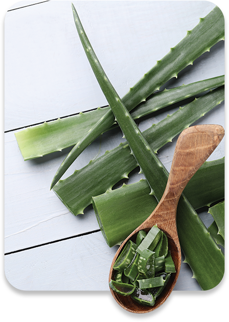 ALL MAN, Ingredients, Aloe Vera Extract