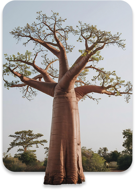 ALL MAN, Ingredients, Baobab