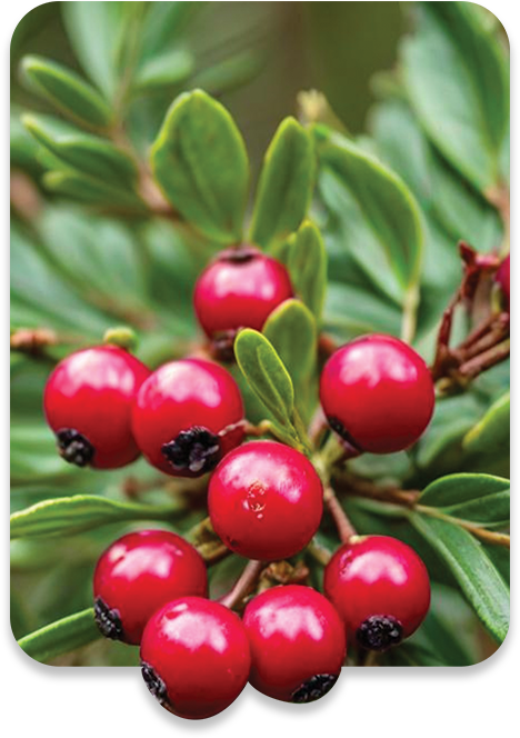 ALL MAN, Ingredients, Bearberry Extract