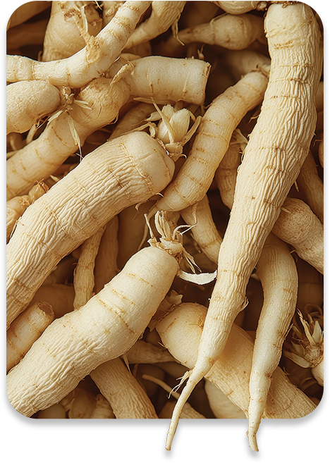 ALL MAN, Ingredients, Ginseng Extract