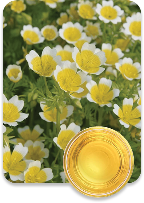 ALL MAN, Ingredients, Meadowfoam Seed Oil
