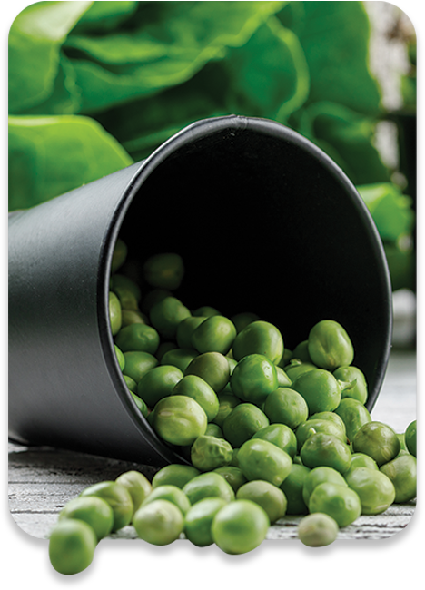 ALL MAN, Ingredients, Pea-Protein