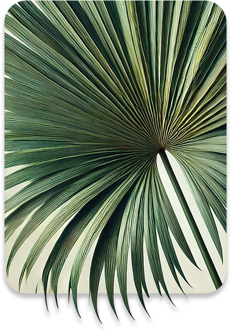 ALL MAN, Ingredients, Saw Palmetto Extract