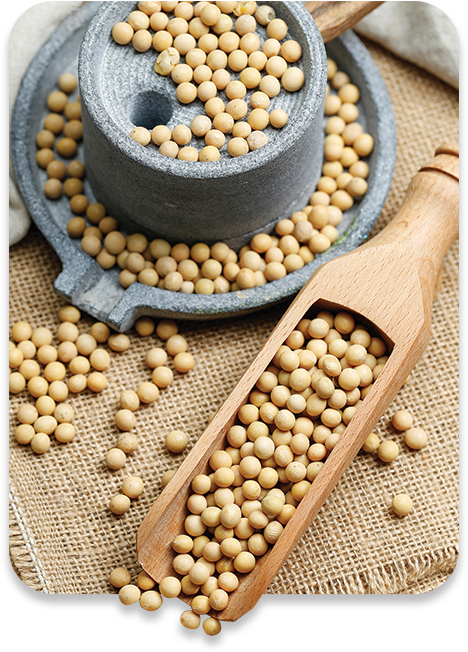 ALL MAN, Ingredients, Soy Amino acids